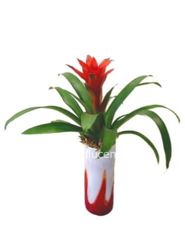 Pianta di guzmania colori vari. Il prezzo è senza vaso.