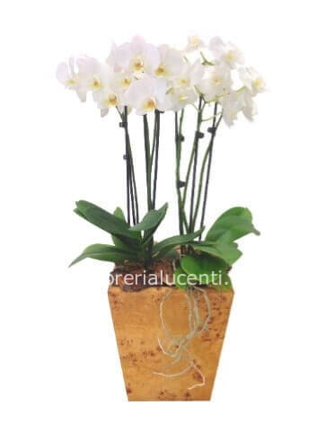 Pianta di orchidea phaleonopsis a 2 steli in cesto