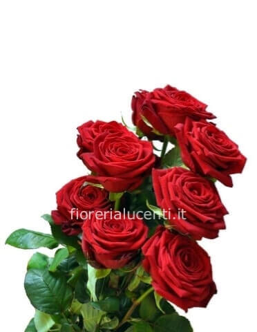 Rose rosso gambo medio