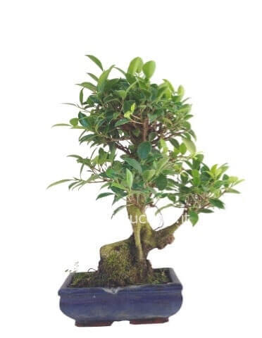 Pianta bonsai, varietà ficus, misura piccola
