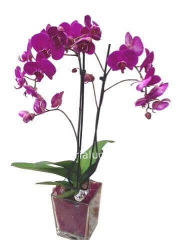 Pianta di orchidea Phaleonopsis, diversi colori a richiesta.