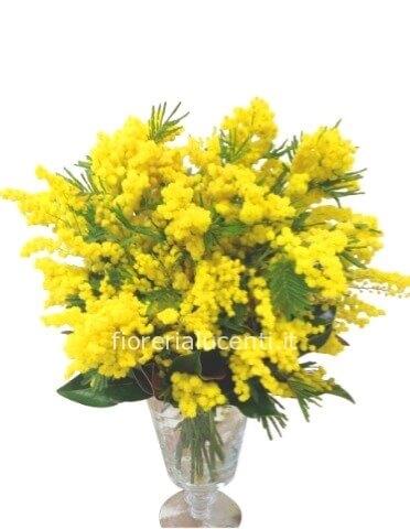 Bouquet di mimosa piccolo con 3 rami di mimosa stelo corto con prezzo a scelta.