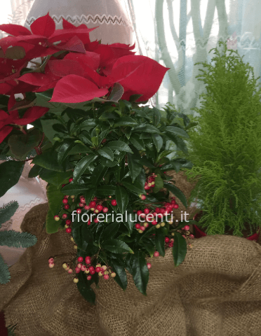 Composizione di piante 