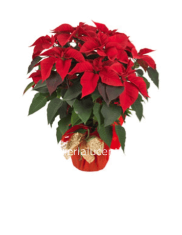 Cesto di stelle di natale 