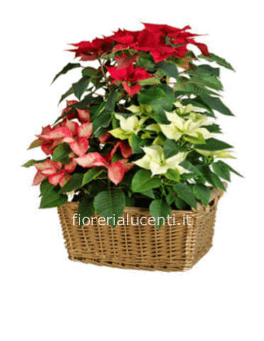 Cesto di stelle di natale 