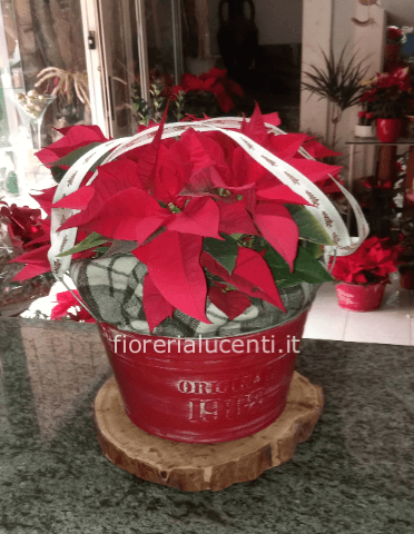 Composizione di stelle di Natale in confezione regalo