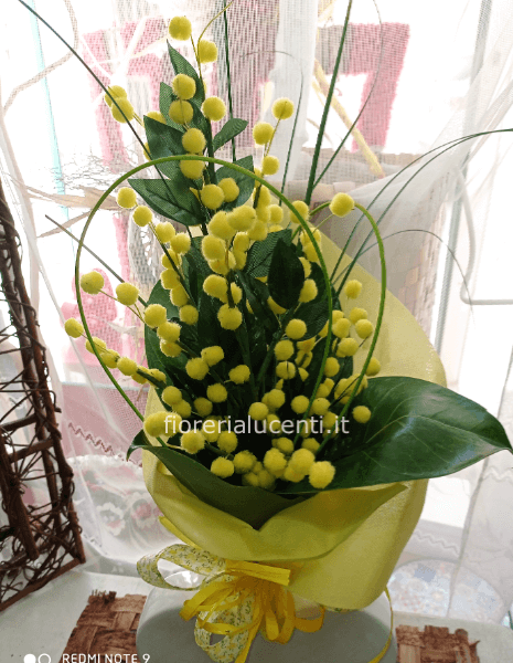 Ramo di mimosa confezione singola
