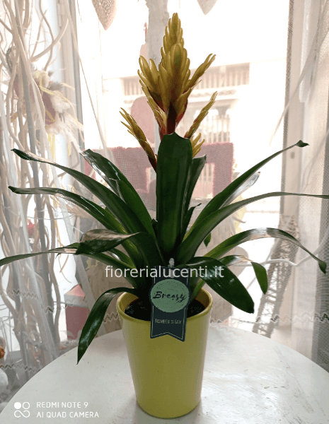 Bromelia in vaso