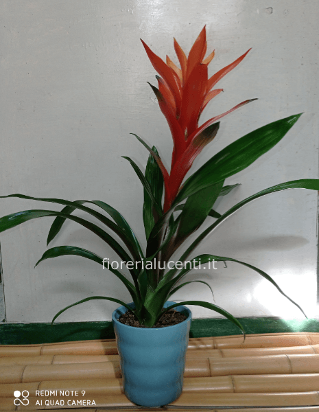 Pianta di Guzmania in vaso