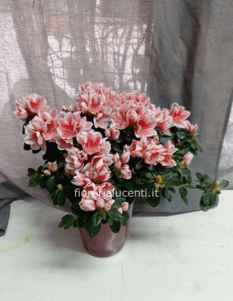 Azalea in vaso