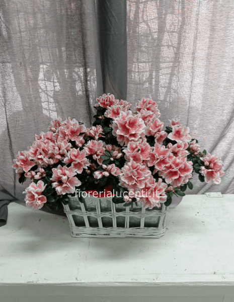 Cesto di azalea