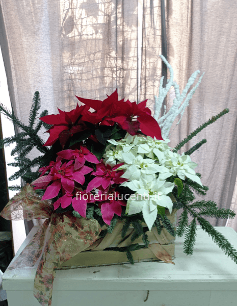 cassetta di stelle di natale rosse h 70cm