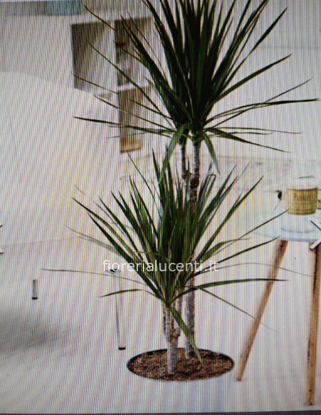Dracena marginata a due tronchi h.80/90cm