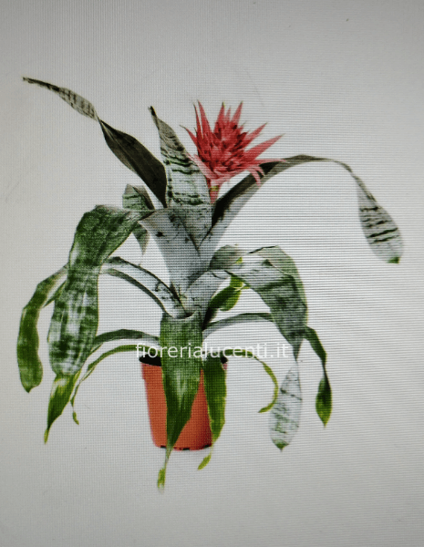 Aechmea fasciata