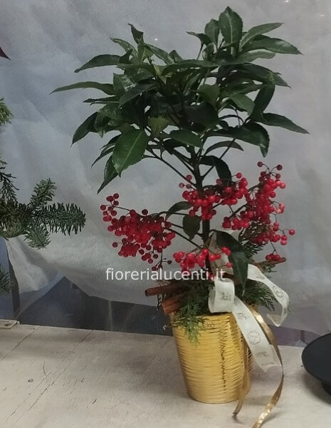 Pianta di Ardisia