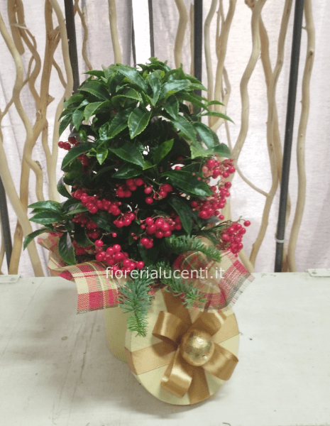 Pianta di Ardisia