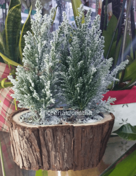 Composizione di piante in cesto