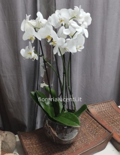 Phalenopsis in vetro