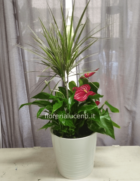 Composizione di piante in vaso