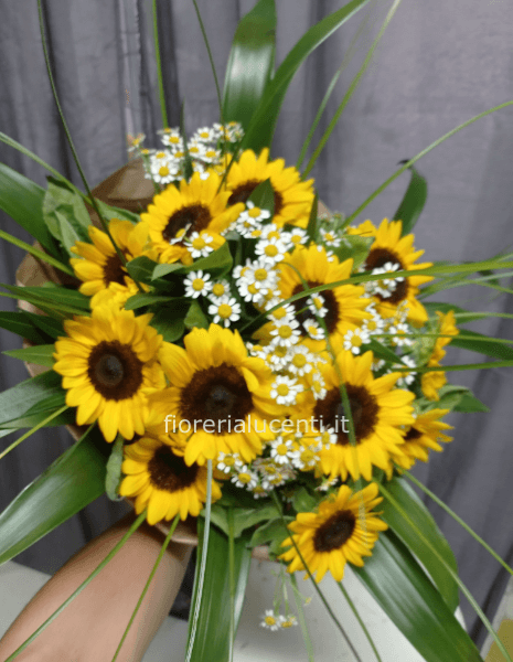 Girasoli