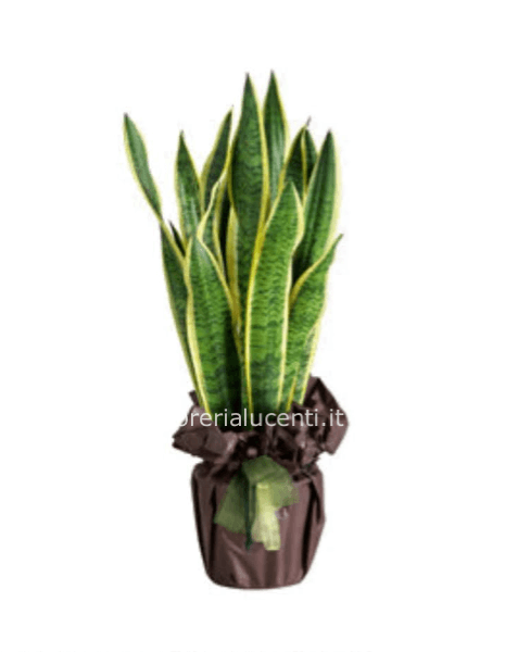 Sanseveria 