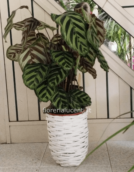 Pianta di calatea