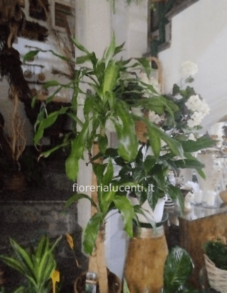 Dracaena fragrans