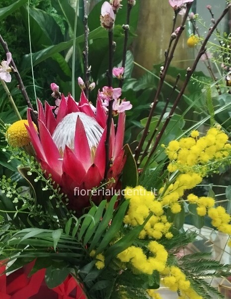 PROTEA TROPIC