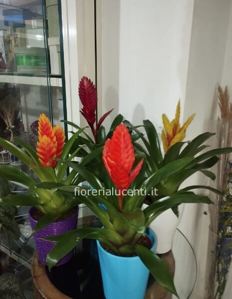 Pianta di Vrisea in vaso