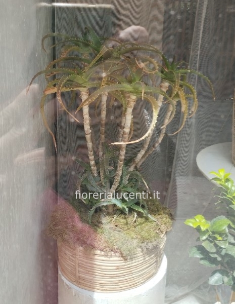 Pianta Aloe arborescenz