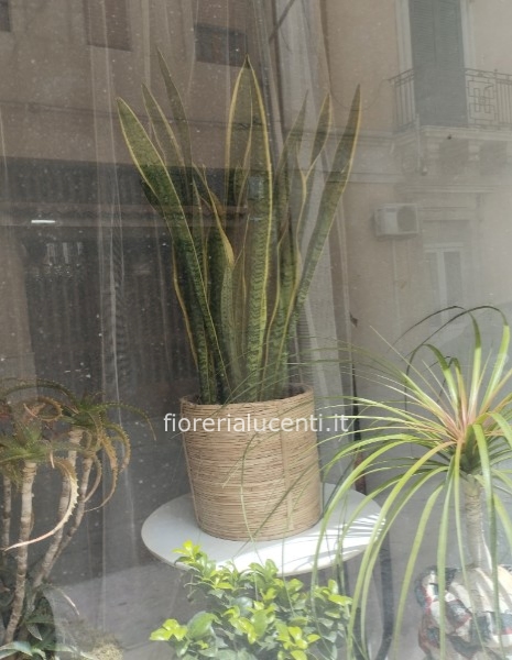 Sanseveria in cesto banbo
