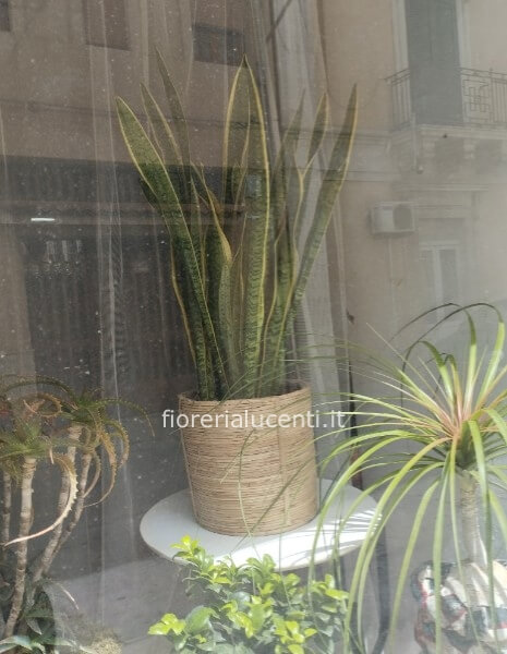 Sanseveria in cesto banbo