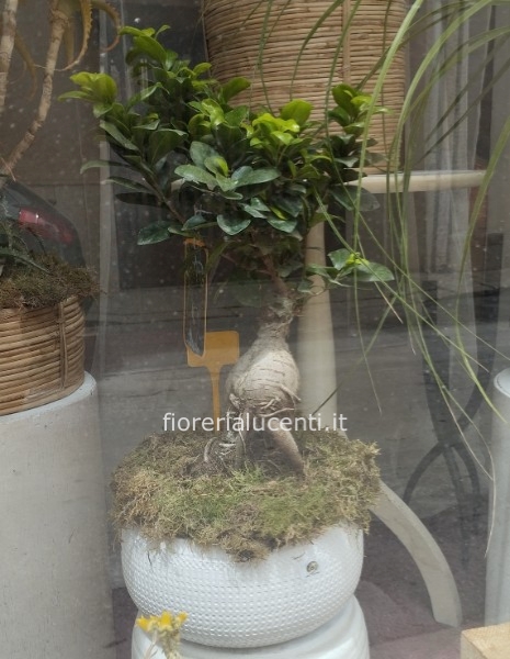 Bonsai ficus ginseng