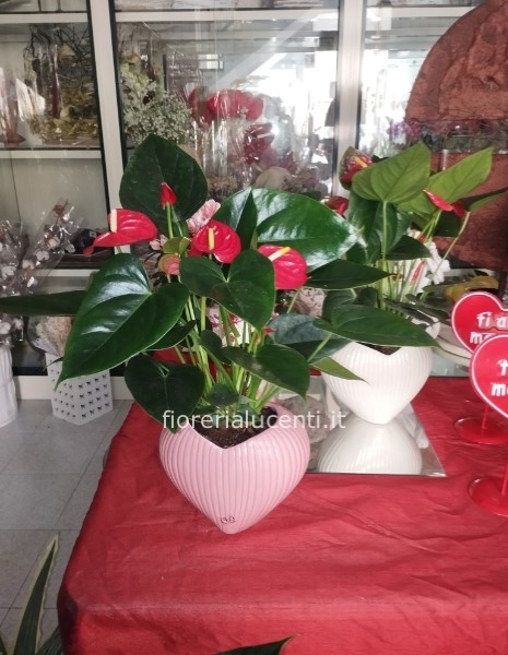 Pianta di anturium in vaso a cuore 